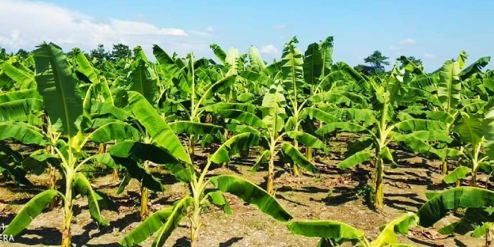 फरवरी माह में केला में किए जाने वाले प्रमुख कृषि कार्य